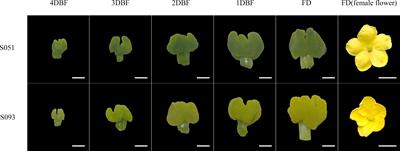 Map-based cloning of the APRR2 gene controlling green stigma in bitter gourd (Momordica charantia)